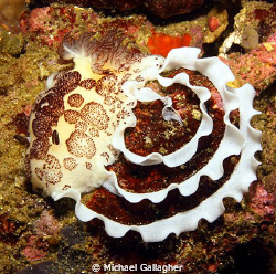 Nudibranch laying egg ribbon, Komodo, Indonesia. by Michael Gallagher 